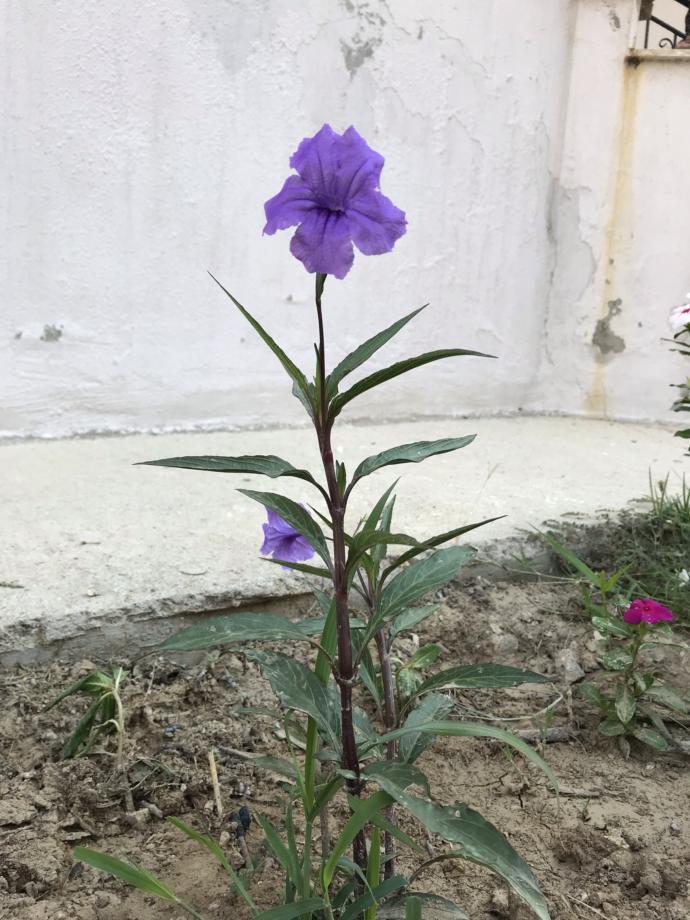 Çiçek tohumlarını nereden alabilirim?