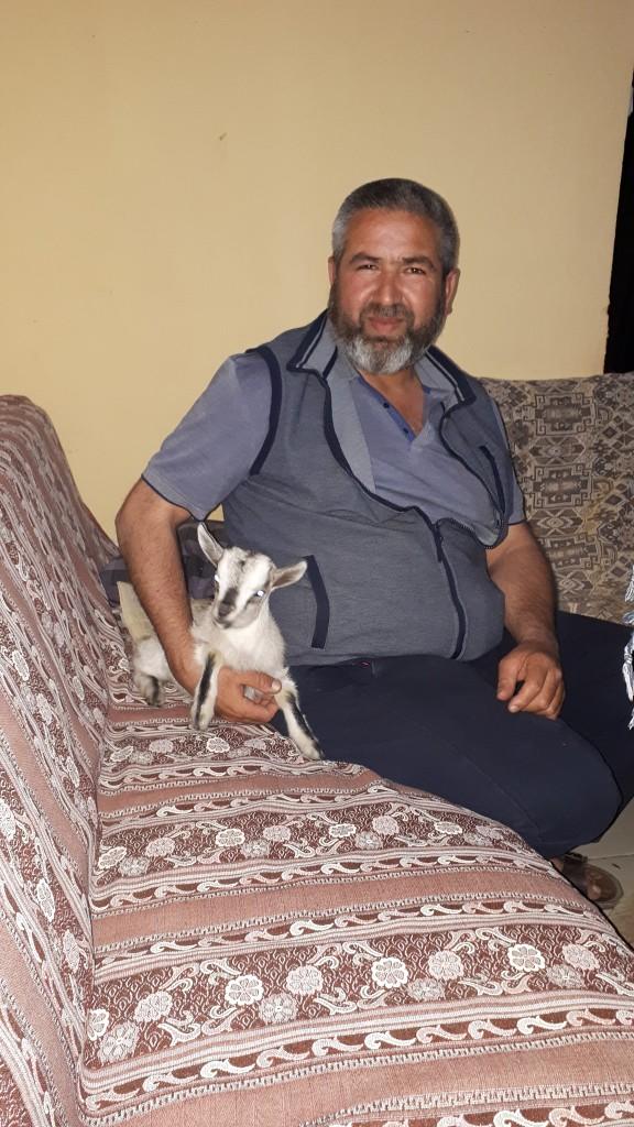 Cüce Keçi Evde Beslenir mi?