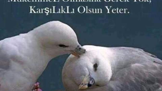 Bir Aşkın Mükemmel Olmasına Gerek Yok, Karşılıklı Olsun Yeter?