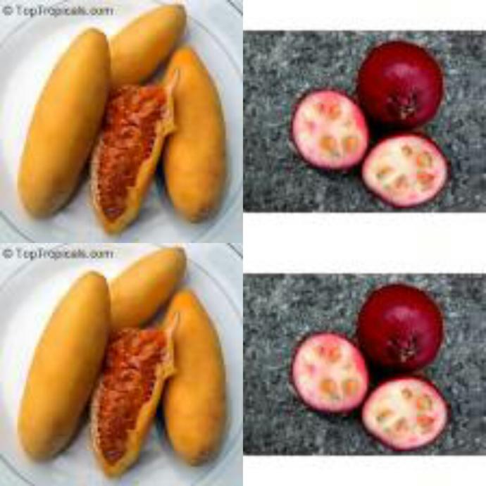 Bilgi darciginizda kac tane meyve ve bitki var?
