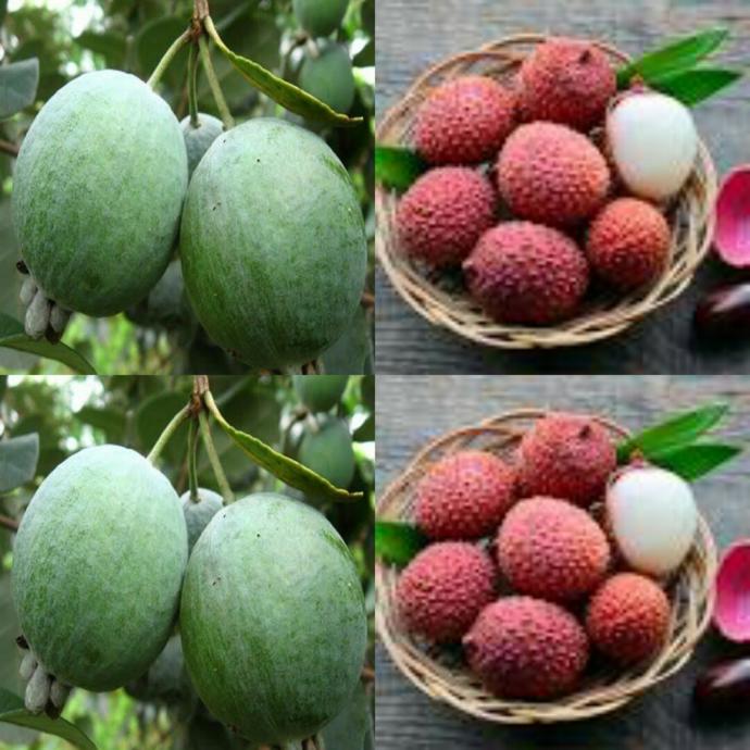 Lici ve feijoa kaymak ağaci 