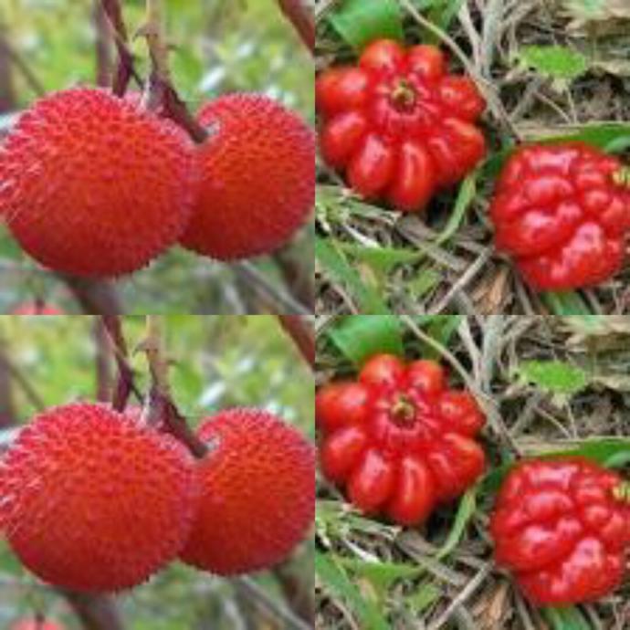 Koca yemis ve surinam kirazi