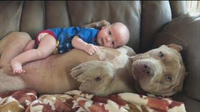 Hayatında pirbull görmemiş pitbull sahibi tanımamış insanların bu hayvanlara bu kadar ön yargılı olmasının nedeni ne?