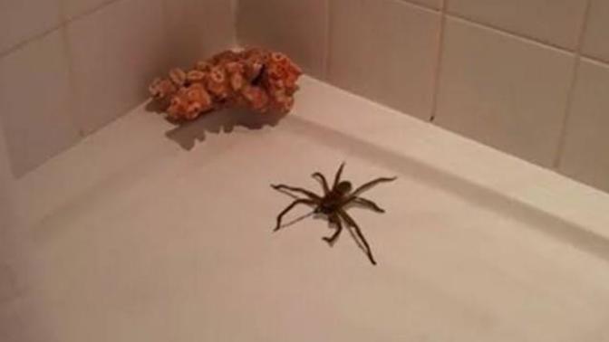 Elin örümceği adamı ısırıp spiderman yapar, bizimki tuvaletin köşesine ördüğü ağda beni izliyor. Bunun derdi ne olabilir?