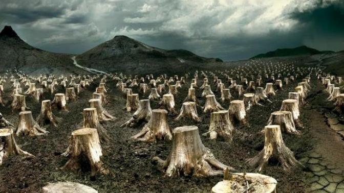Ağaçlar dile gelse insanoğlu hakkında ne söylerlerdi?