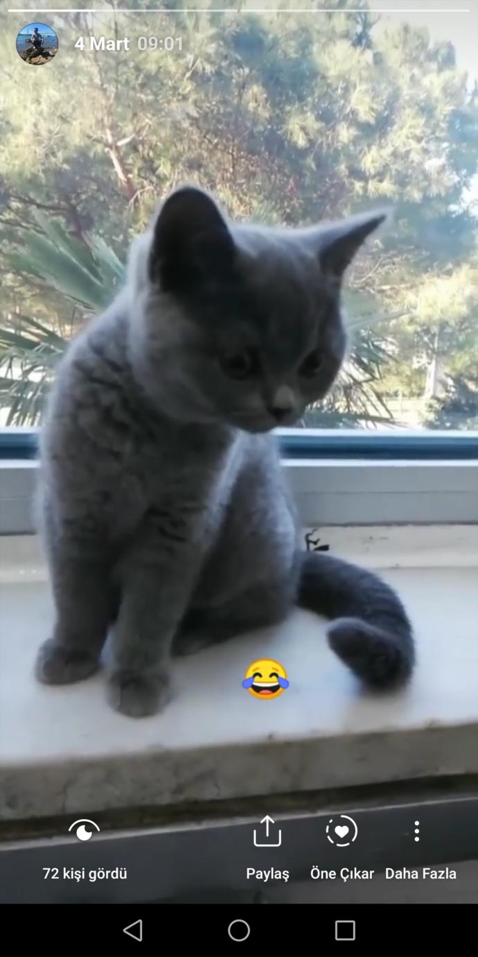 Ankara’da ücretsiz yavru kedi (cins) sahiplenebileceğimiz biri  ya da  bir yer var mı?