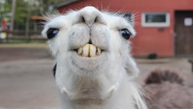 Lama gibi yere tüküren insanlara karşı tepkiniz nedir?