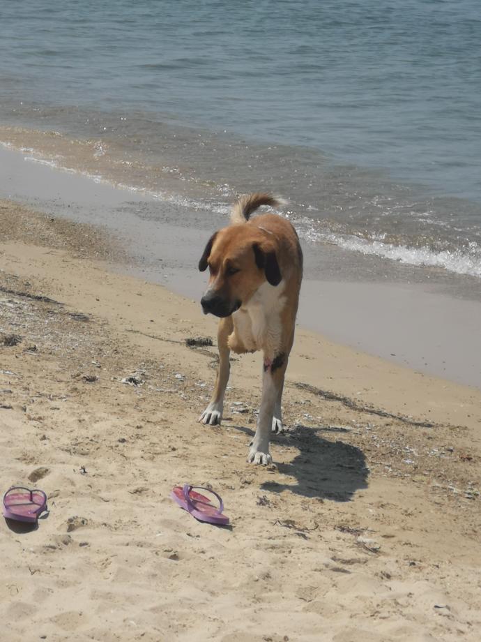 sokak köpekleri ne yer