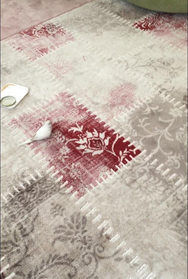 Muhabbet kuşum uçmayı unuttu 😰 ne yapmalıyım?