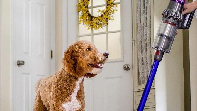 Kedi-köpek sahipleri buraya! Patili dostunun dökülen tüyleri ile nasıl baş ediyorsun? Kedi-köpek sahipleri buraya! Patili dostunun dökülen tüyleri ile nasıl baş ediyorsun?