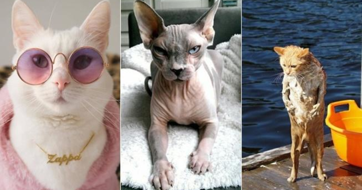 Dünya Kedi Günü�nde kedi olsan, huyun nasıl olurdu? KizlarSoruyor