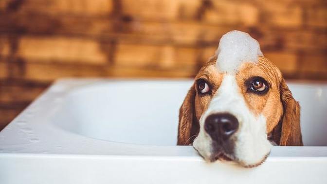 Evde köpek beslemek temizliği zorlaştırır mı?