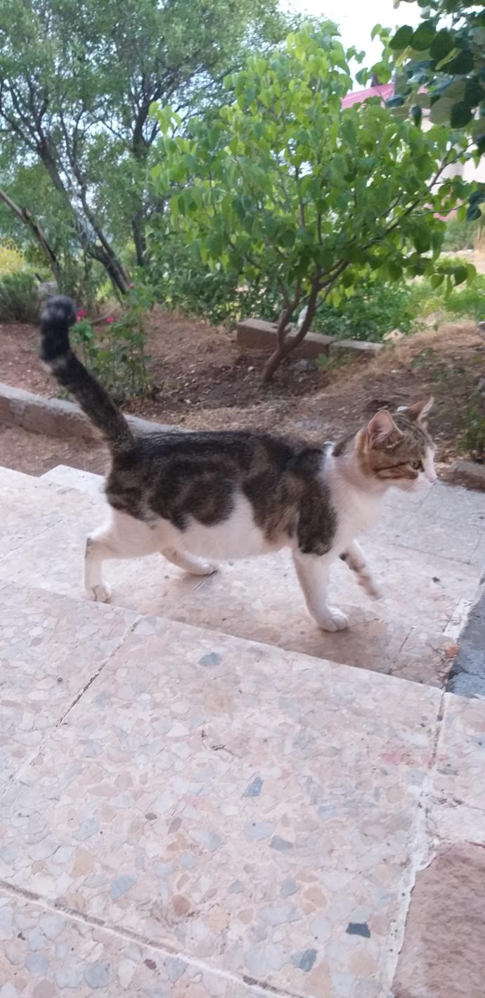Bu kedi hamile mi, yoksa sisman mi?