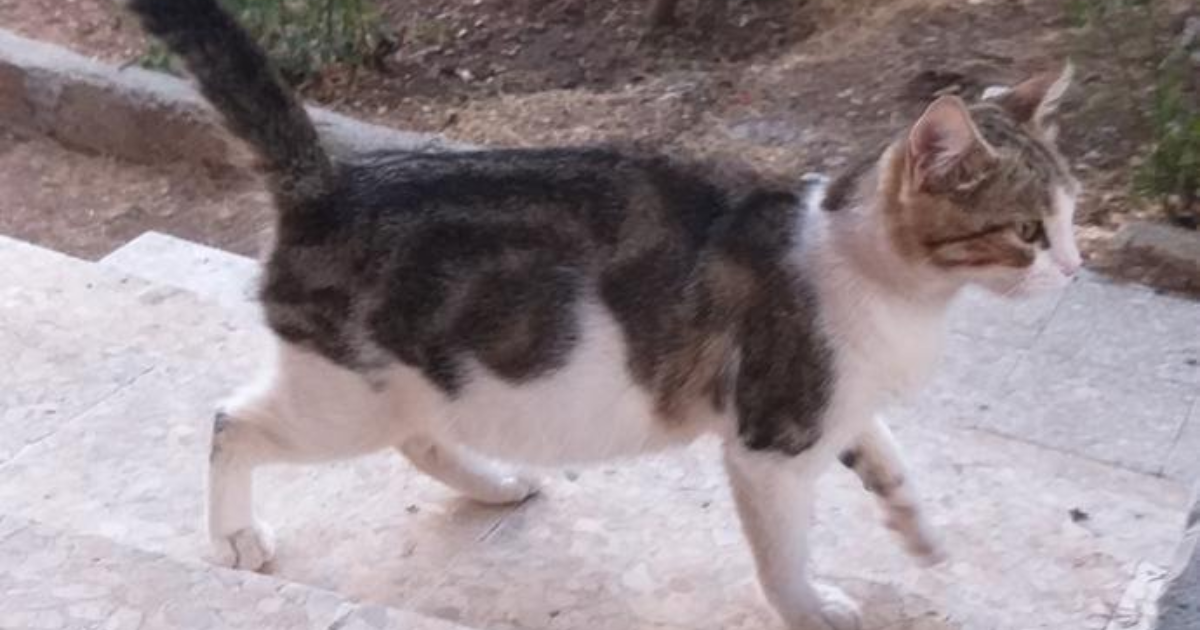 Bu kedi hamile mi, yoksa sisman mi? KizlarSoruyor