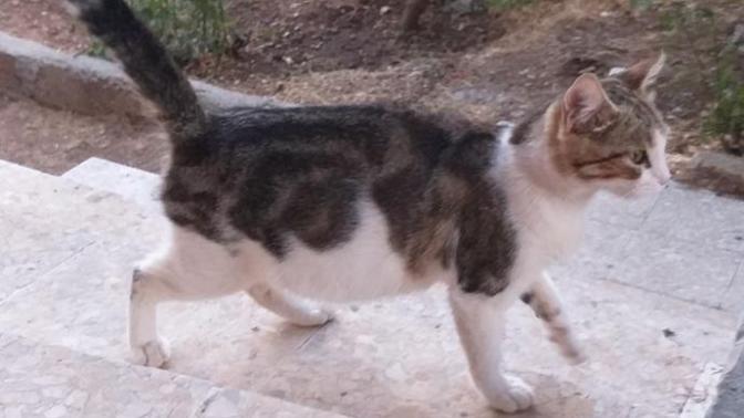 Bu kedi hamile mi, yoksa sisman mi?