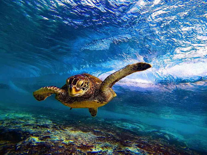 Hiç Caretta Caretta ile beraber yüzdünüz mü? :)