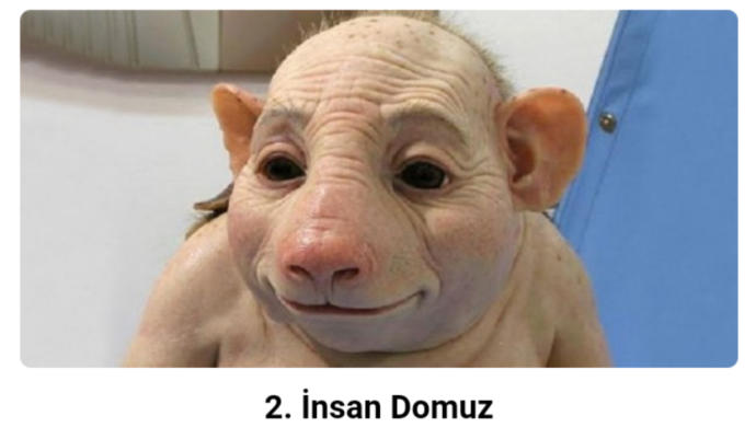 Bu domuz insan ilişki sebebiylemi bu hale gelmiş olabilir?