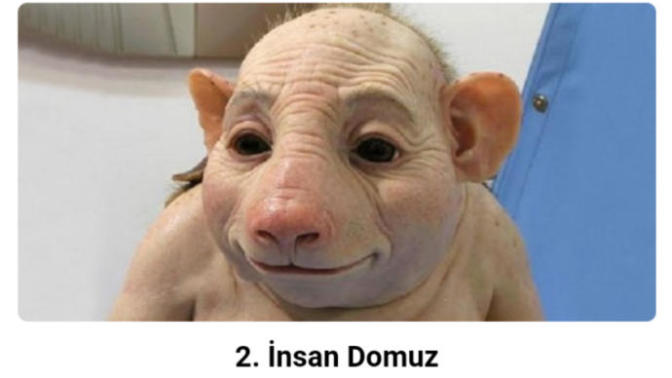 Bu domuz insan ilişki sebebiylemi bu hale gelmiş olabilir?