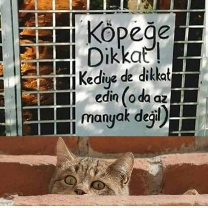 Kedi veya köpek fobiniz var mı?