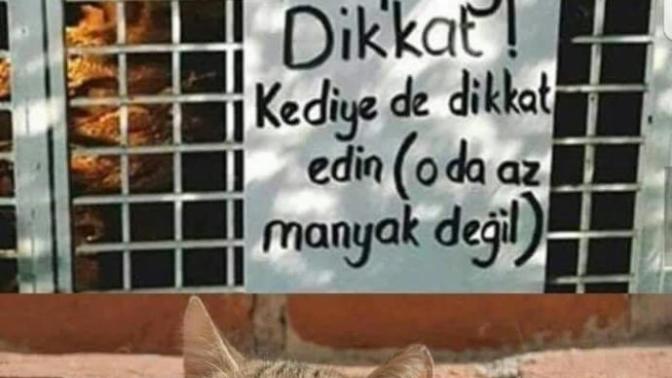 Kedi veya köpek fobiniz var mı?