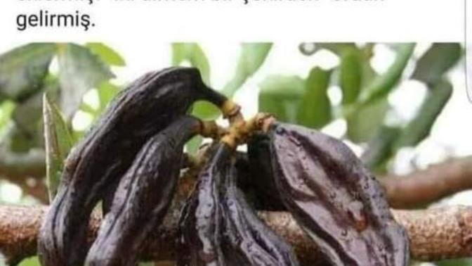 "Iki dirhem bir çekirdek" sözünün nerden geldiğini biliyor musun?