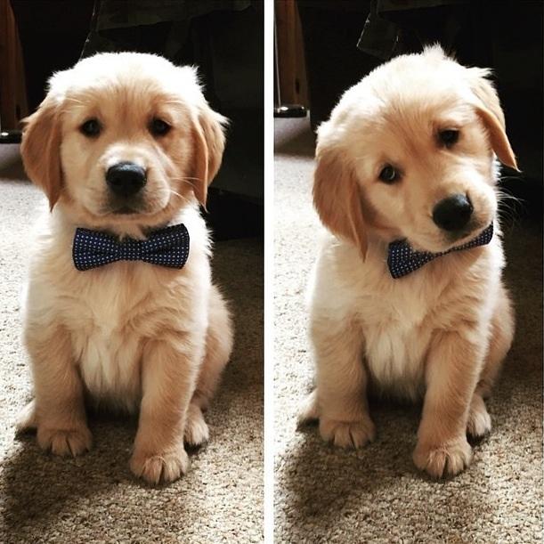 Kedici misiniz köpekci mi😺🐺??