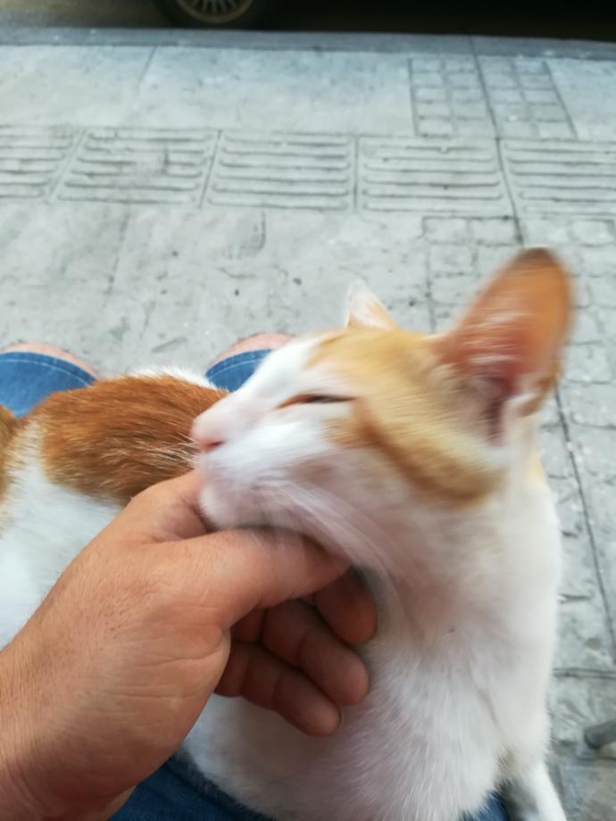 Kedici misiniz köpekci mi😺🐺?