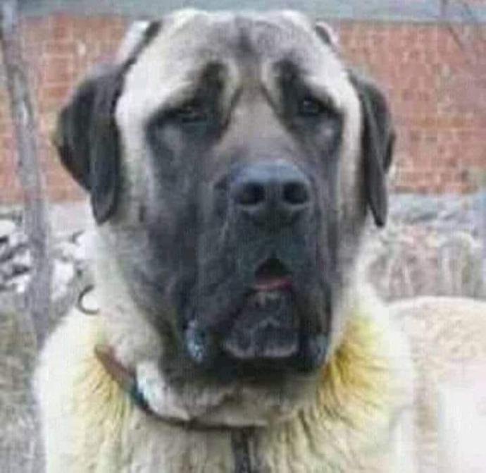Kedici misiniz köpekci mi😺🐺?