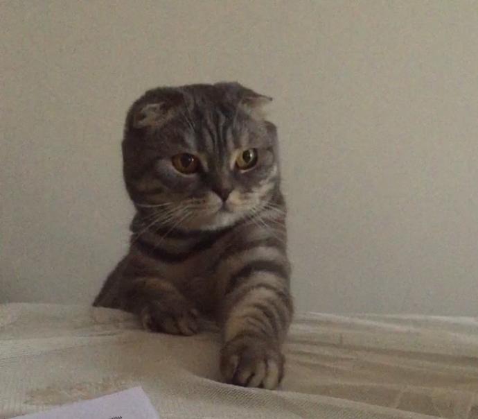 Kedici misiniz köpekci mi😺🐺?