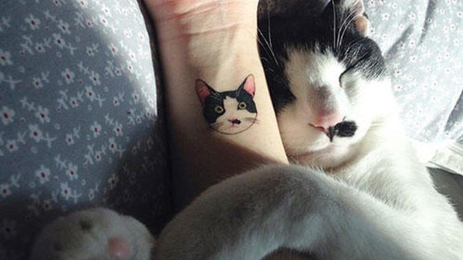 Kedici misiniz köpekci mi😺🐺?