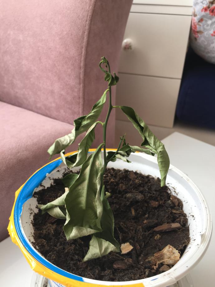 Yaprakları ele alınca kırılıp ufalanmıyor