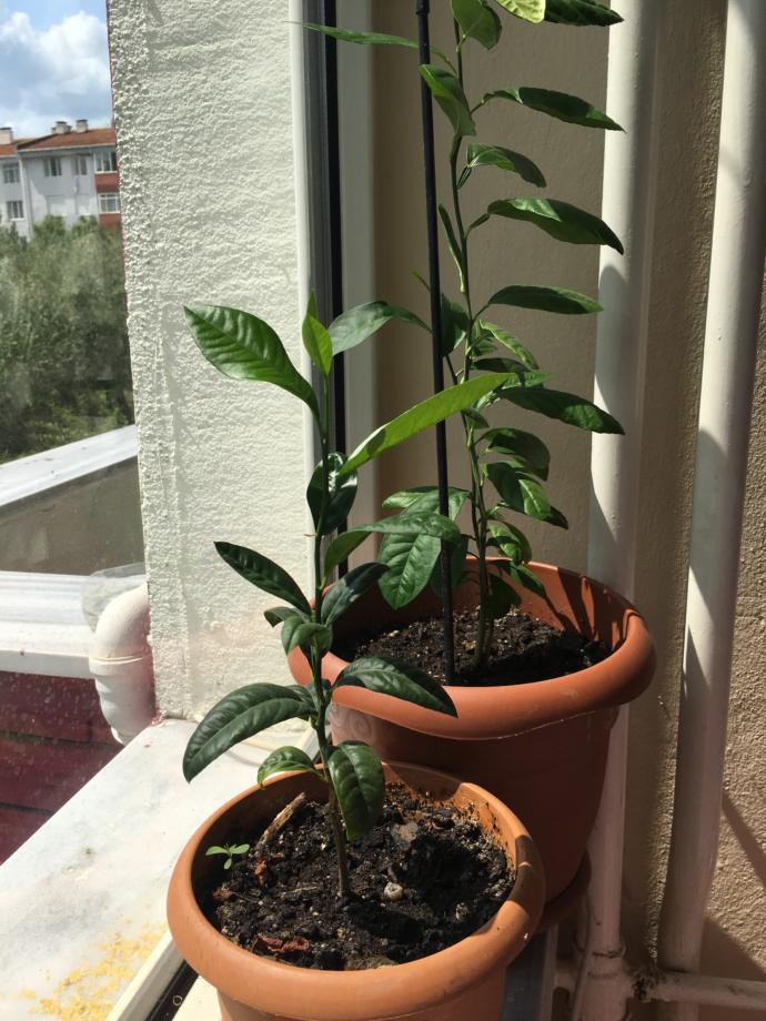 Diğer iki didem bunlar ve bir sıkıntıları yok, üçü yan yanaydılar.