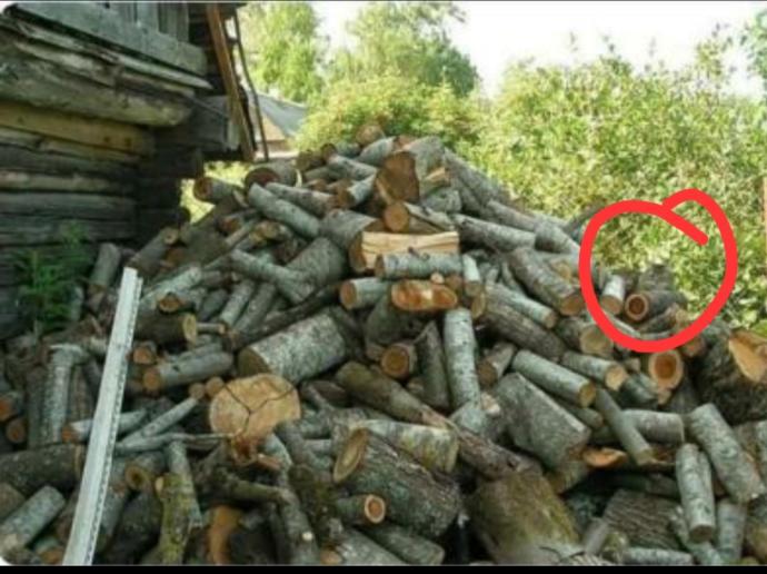 Resimdeki kediyi kaç saniyede buldunuz?