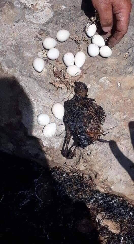 Son zamanlardaki orman yangınları hakkında ne düşünüyorsunuz?