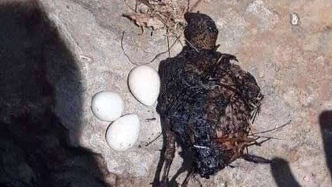 Son zamanlardaki orman yangınları hakkında ne düşünüyorsunuz?