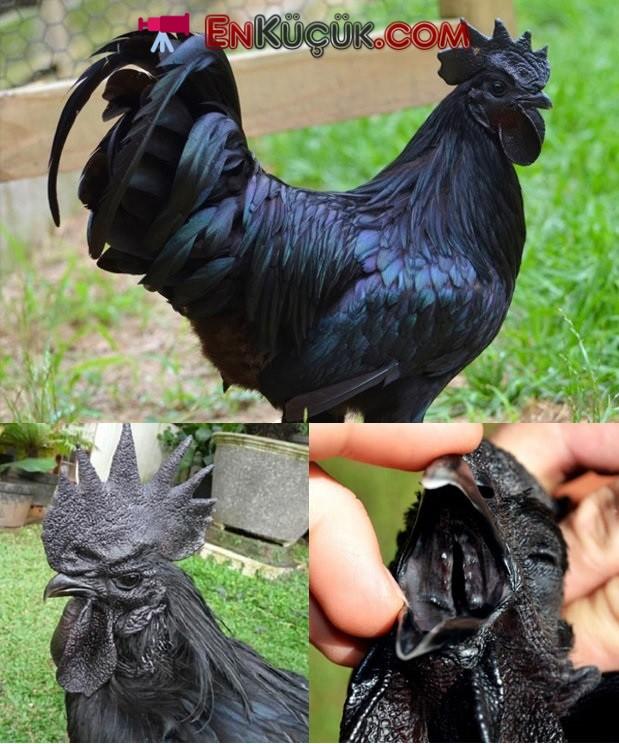 Siyah tavuk yemek isteyen var mı?