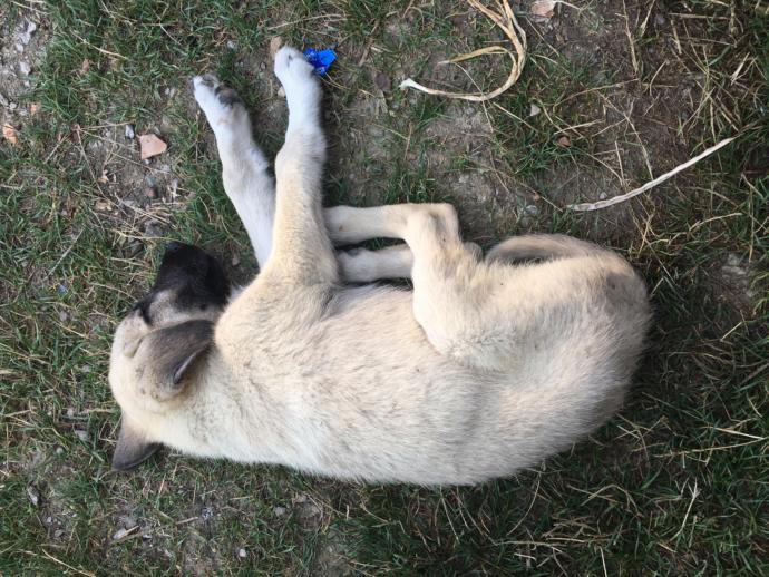 Veteriner olan veya köpek ten anlayan var mı?