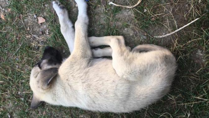 Veteriner olan veya köpek ten anlayan var mı?