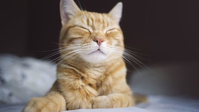 Kedim için en iyi kedi mamasını nereden alabilirim?