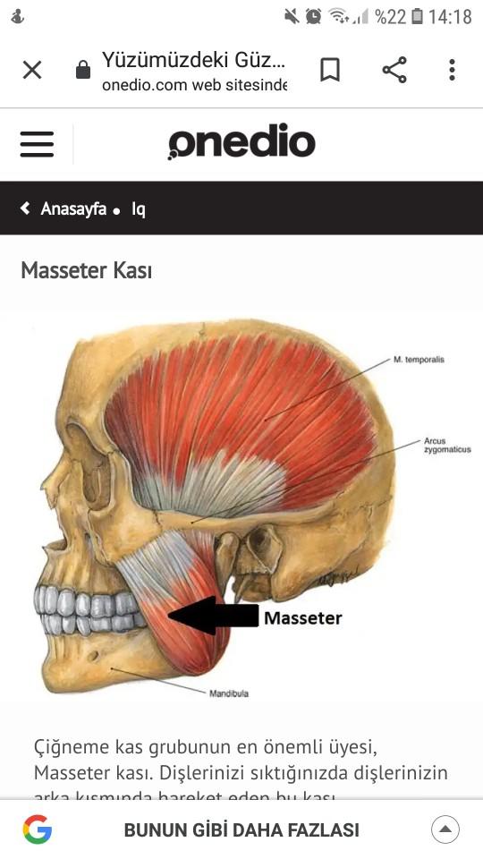 Masseter kası (Çene kası) nasıl çıkar?