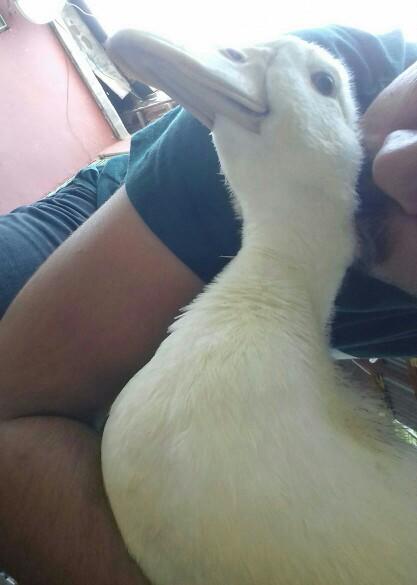 “Kuş sütüyle beslerim seni” demek istediğiniz biri var mı?