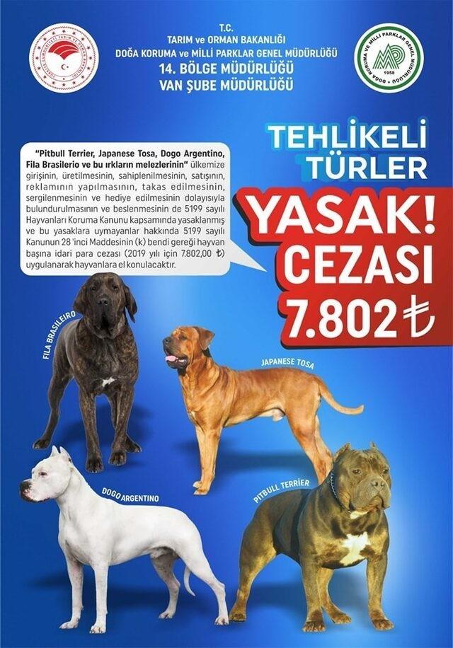 Tarım ve Orman Bakanlığı tehlikeli ve yasak köpek türlerini açıkladı. Yasak olan türleri beslemenin cezası sizce ne olmalı?
