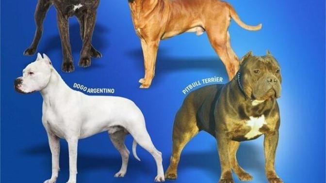 Tarım ve Orman Bakanlığı tehlikeli ve yasak köpek türlerini açıkladı. Yasak olan türleri beslemenin cezası sizce ne olmalı?