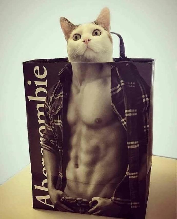Bekarken aslan gibi kükreyen erkekler, evlenince kedi gibi oluyor diyorlar doğru mu?