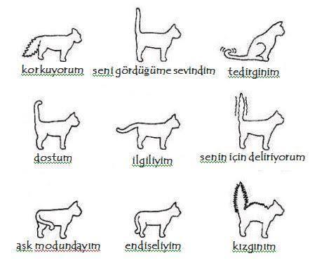 Bir kadın kuyruk sallıyorsa ne yapmamız gerekir?