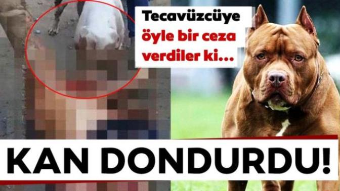 Meksika'da tecavüzcüye verilen ceza kan dondurdu! Kendi bildiğimizi okuyarak tecavüzcülere son verebilir miyiz?