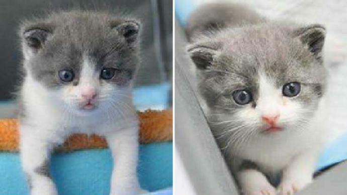Çinli iş adamı ölen kedisini klonlattı! 🐈 İmkanın olsa sen neyi klonlardın?
