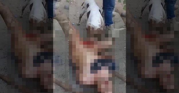 Tecavüzle suçlanan adamı çırılçıplak soyup pitbull’la cinsel organını parçaladılar! Sizce Türkiye'de de böyle bir ceza olmalı mı?