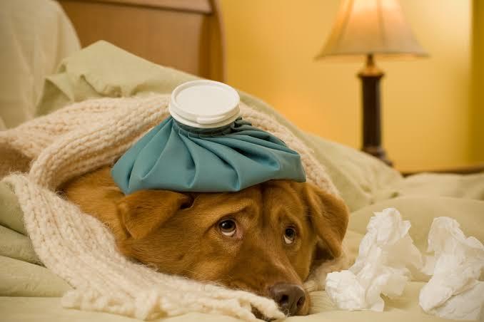 Doktor köpeği hasta olan bir çalışana 14 gün rapor verdi. Hayvanı hasta olan çalışana ülkemizde de rapor verilmeli mi?