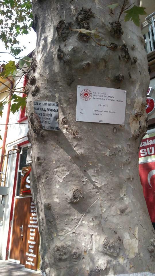Bizim insanımız neden normal olamıyor?